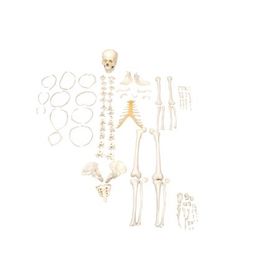 Esqueleto-Humano-Desarticulado-Sdorf.jpg