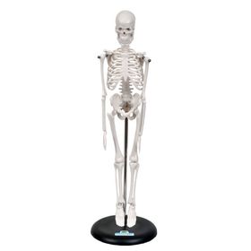 Esqueleto-Humano-de-45-cm-com-Suporte-Sdorf.jpg