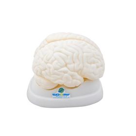 Cerebro-em-Tamanho-Natural-com-3-Partes-Sdorf.jpg